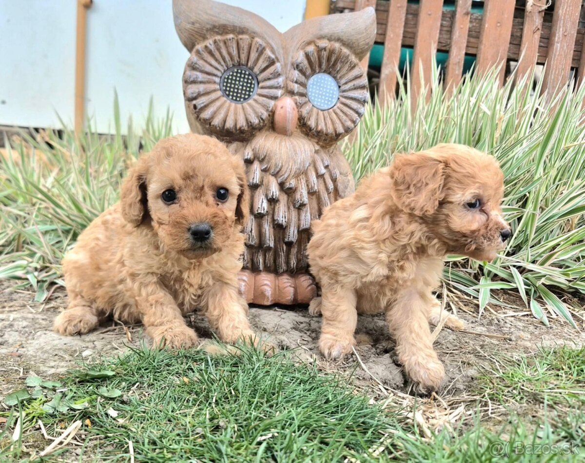 Predam stenata Pudel maly - 2