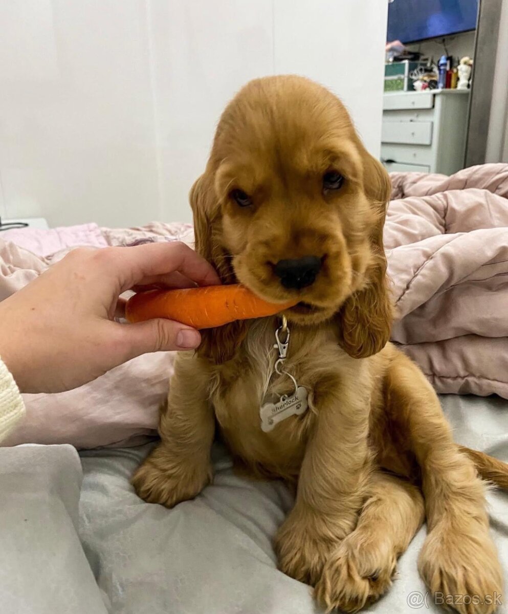 Šteniatka kokeršpaniela na adopciu. - 2