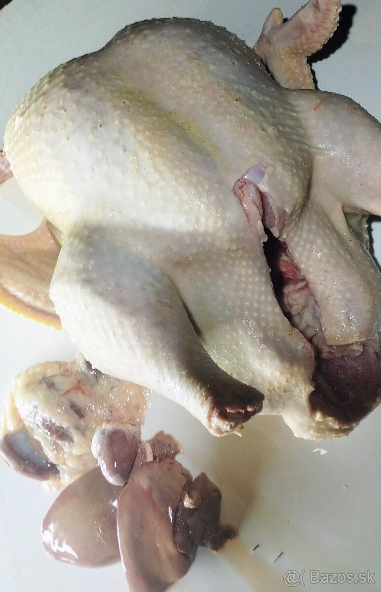 Brojlerové morky - 2