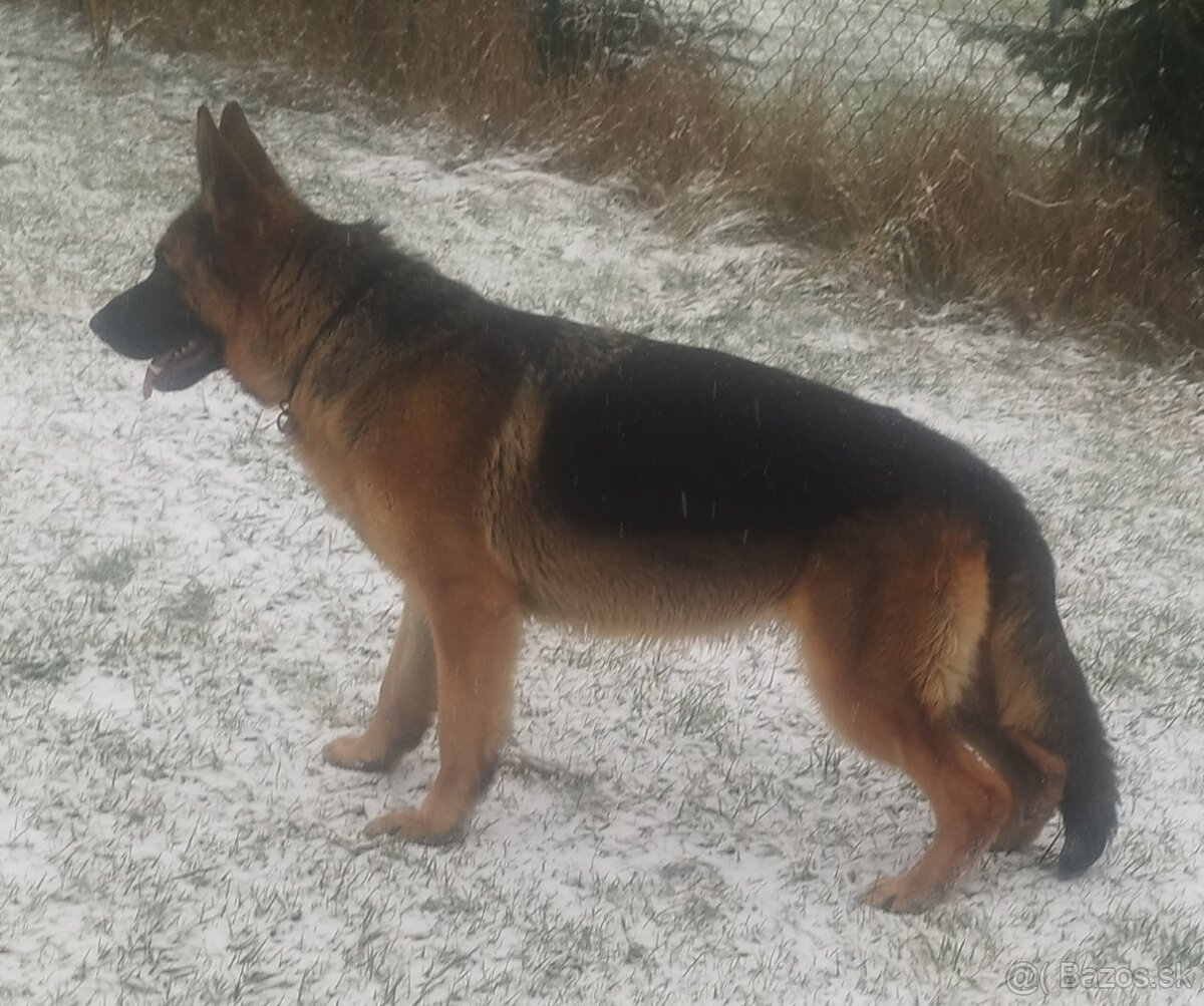 Nemecký ovčiak - 2
