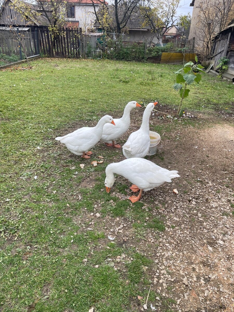 Predám hus landerská - 2