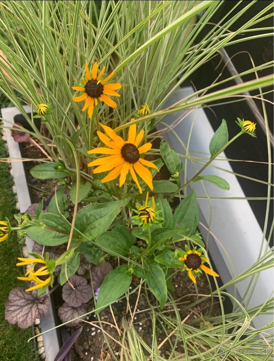 rudbekia žiariva - 2