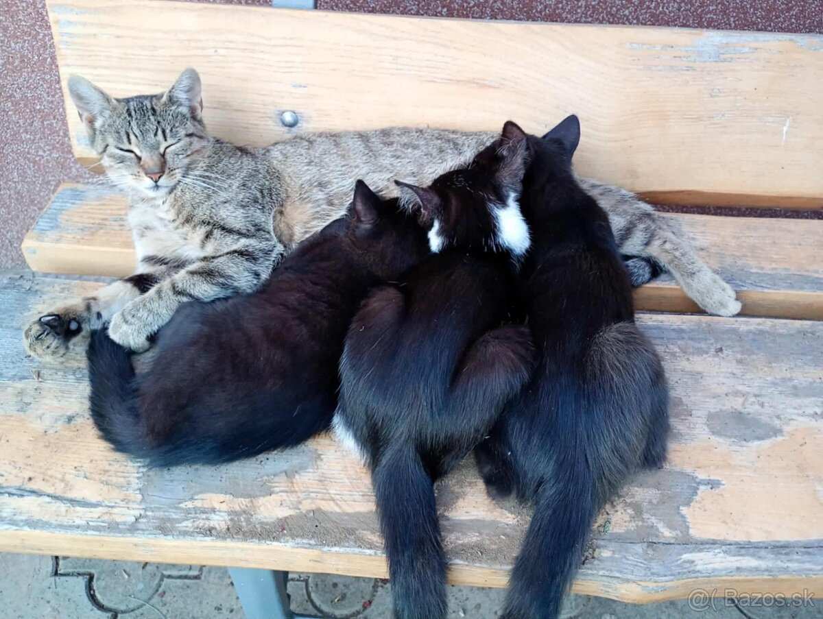 Darujem mačiatka - 2