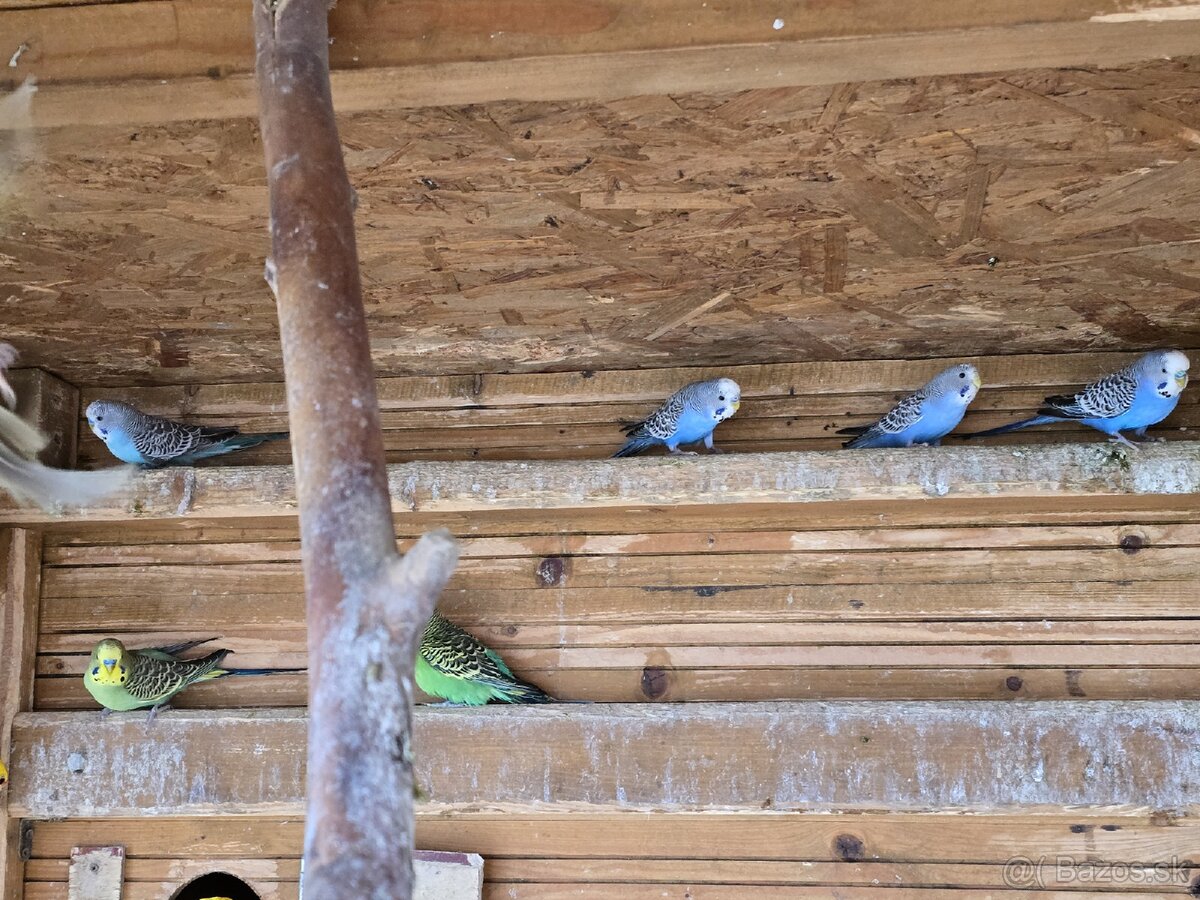 Andulka / andulky - 2