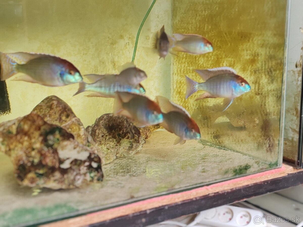 Lethrinops red cap - 2