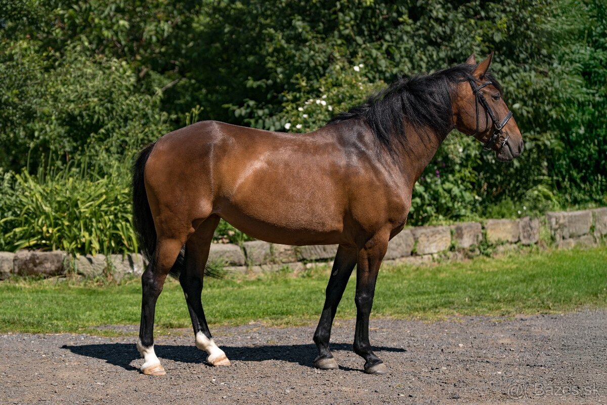 Lusitano klisna 8 let - 2