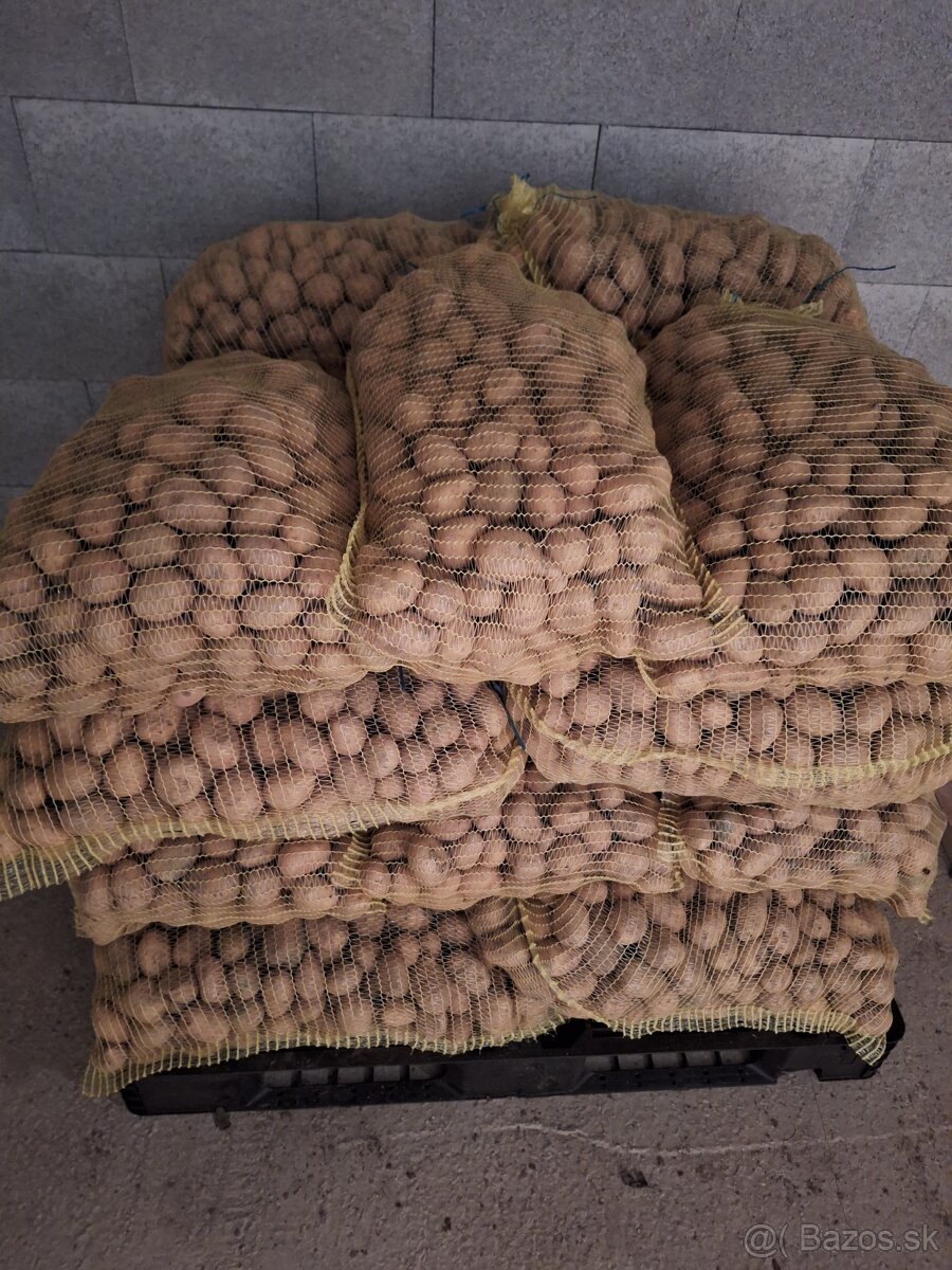 Sadbové zemiaky Soraya - 2