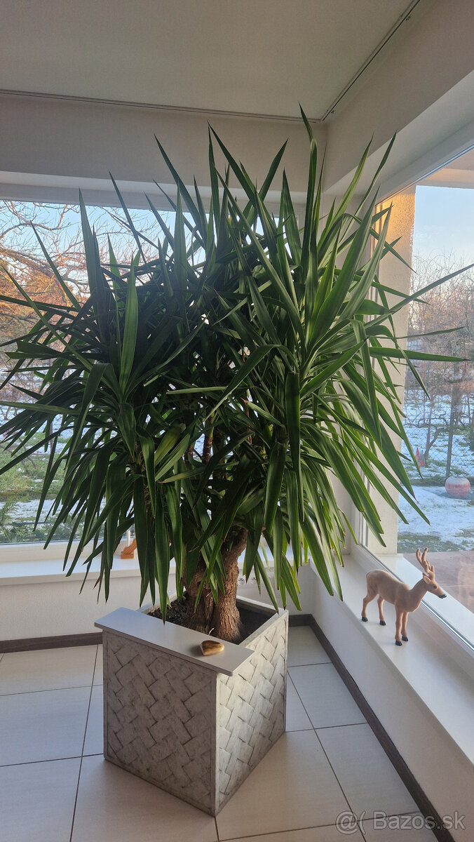 Neodolateľná JUKA - 2