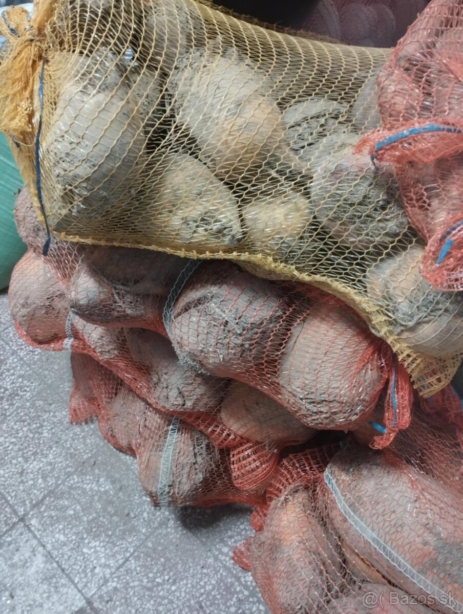 Kŕmne zemiaky, repa, mrkva - 2