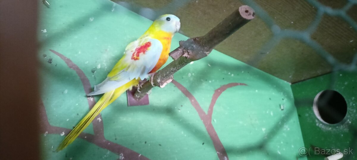 Neofema tyrkysová - 2