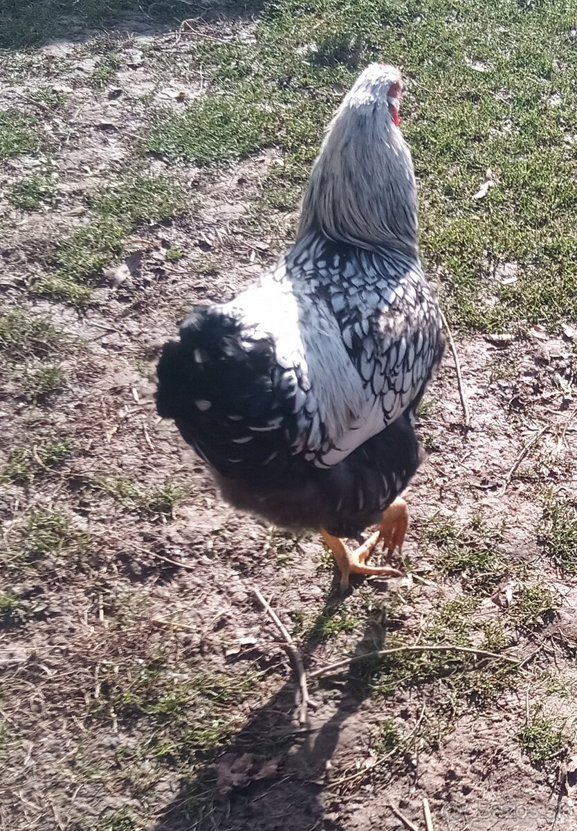 Predám kohútov - 2