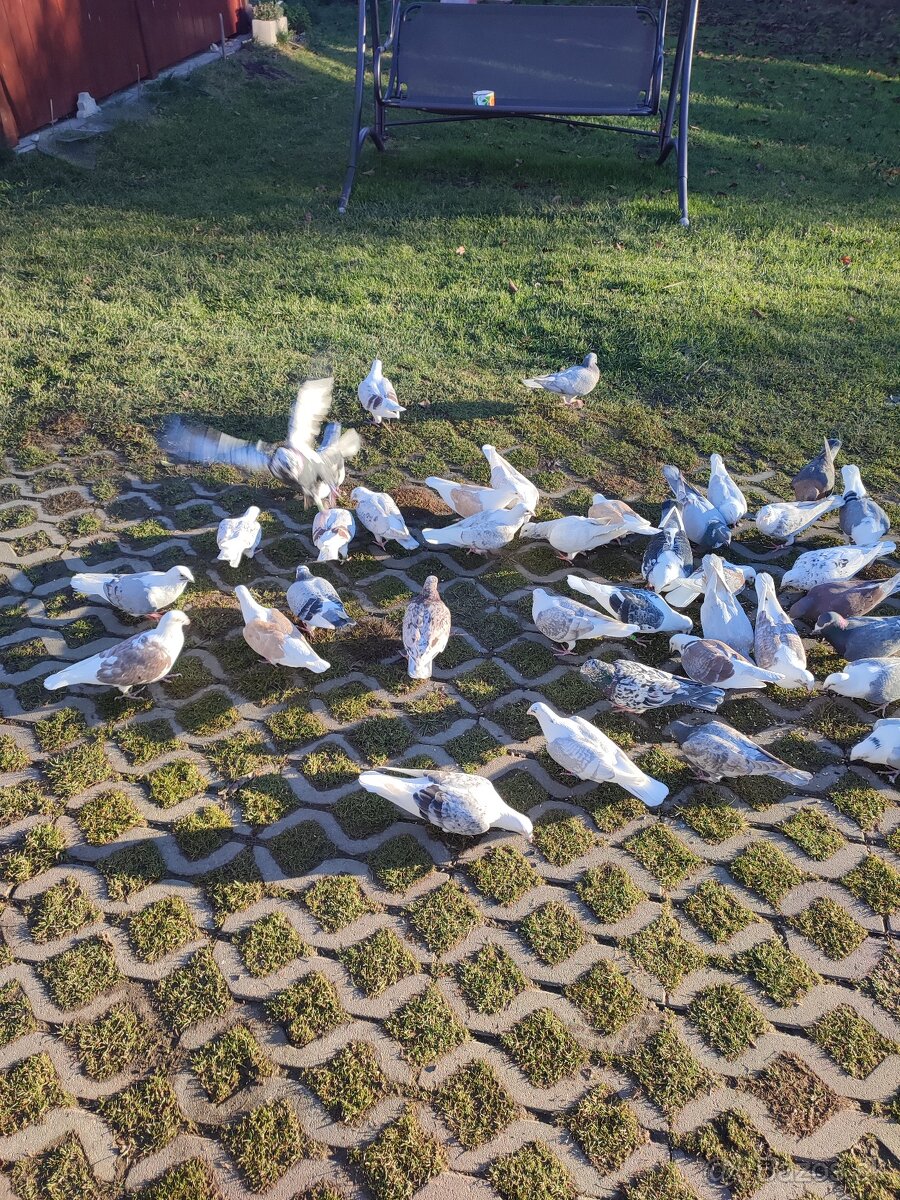 Poštové holuby - 2