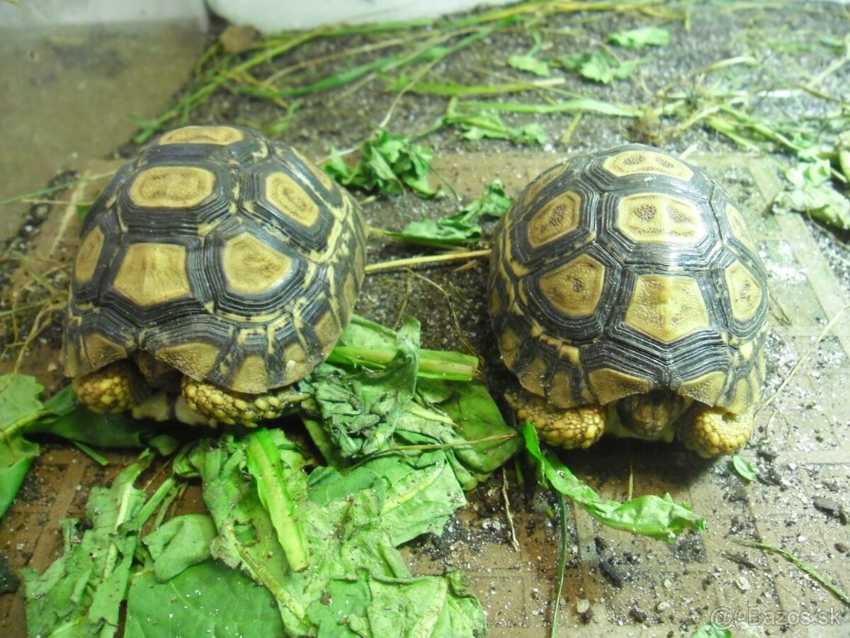 korytnačka leopardia - 2