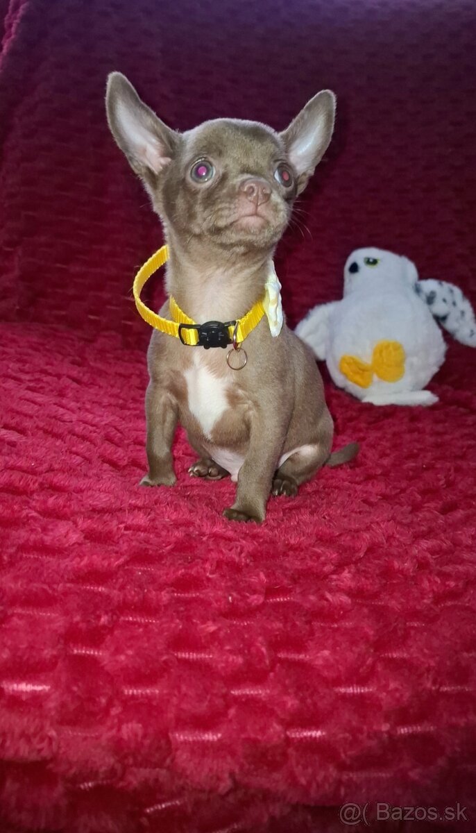 čivava čokoládové šteniatka - 2