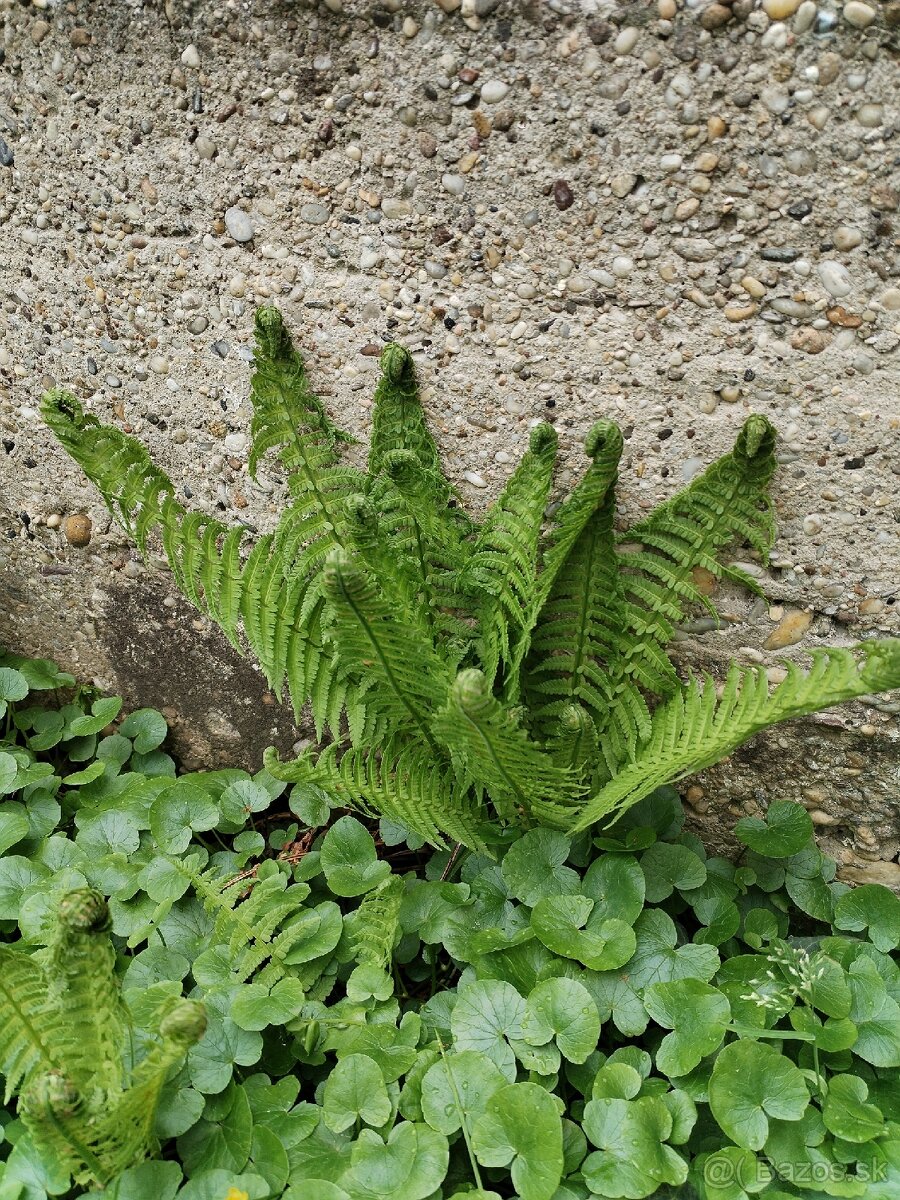 Papradie - 2
