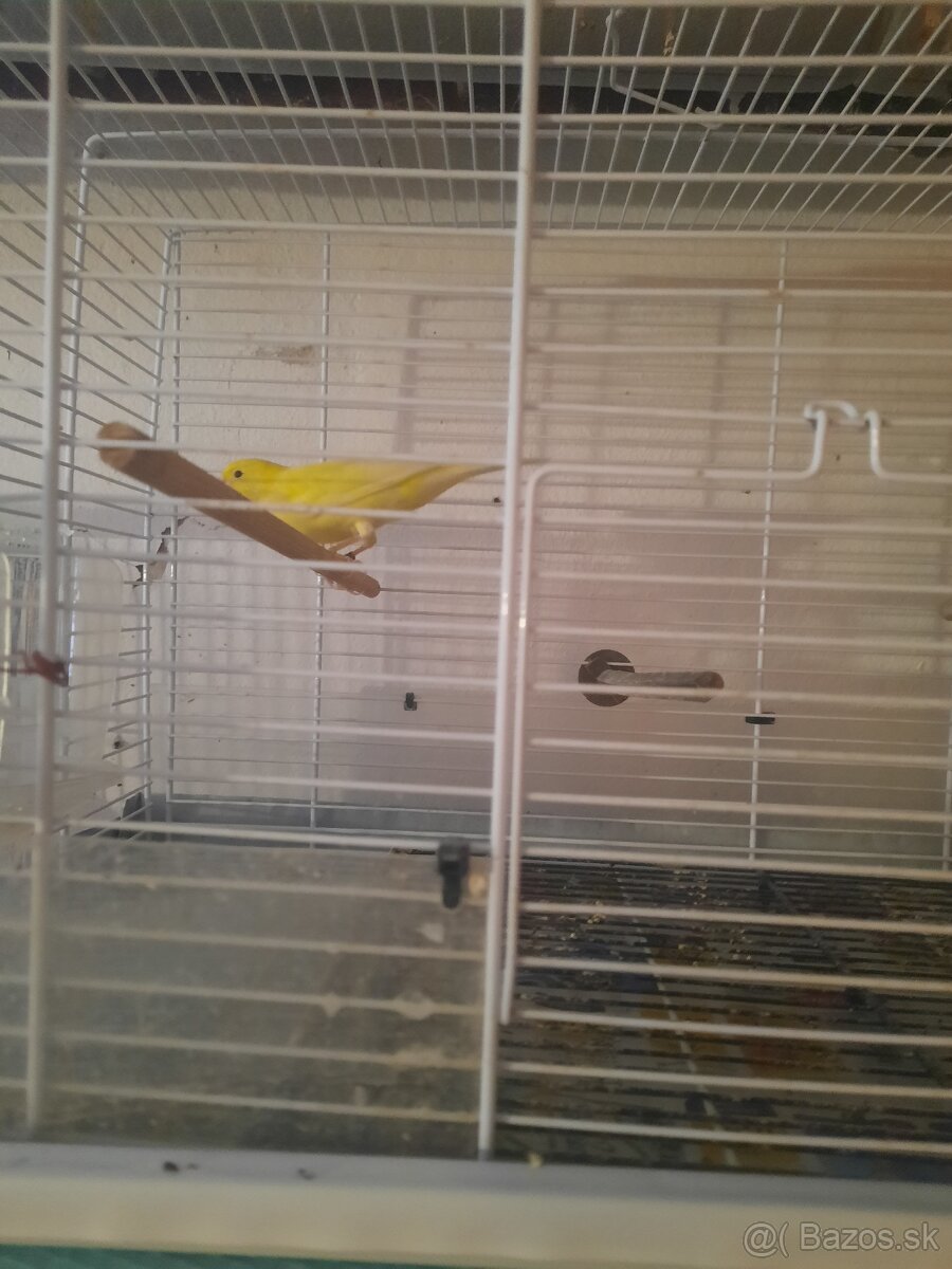 Predám kanariky samčekov žlte - 2