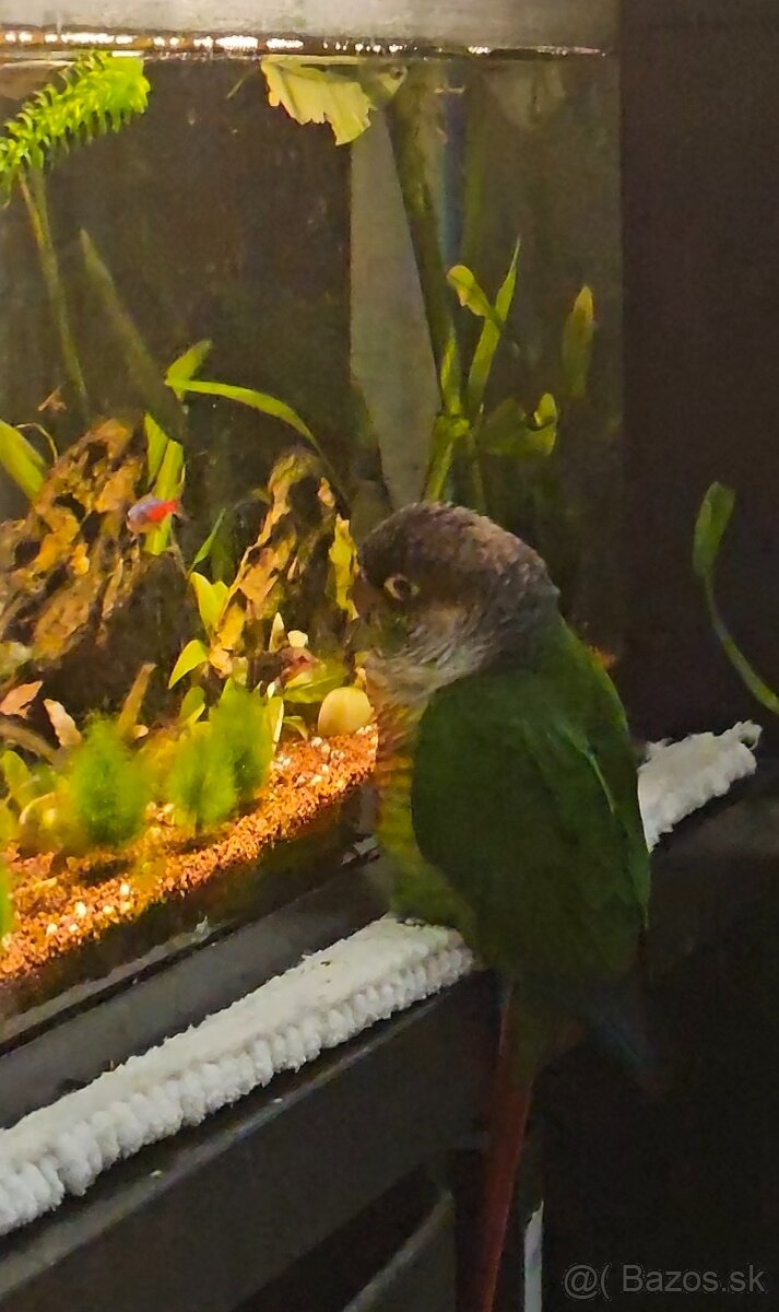 Predám papagája – Pyrrhura (samec) - 2