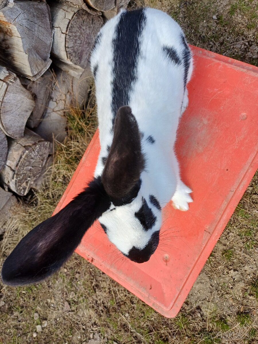 Nemecký obrovitý strakáč - 2