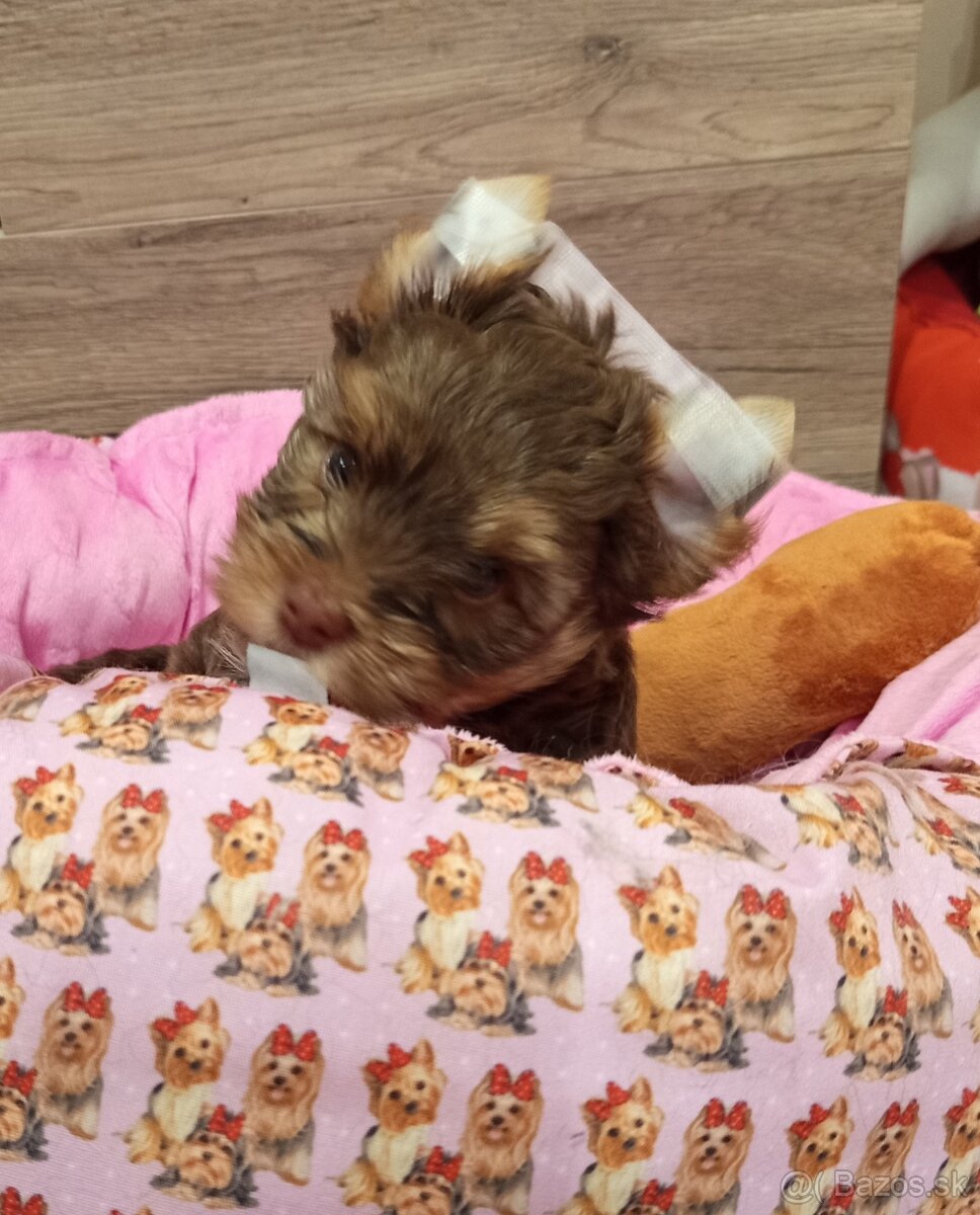 Yorkshire terrier Chocolate, psík - 2