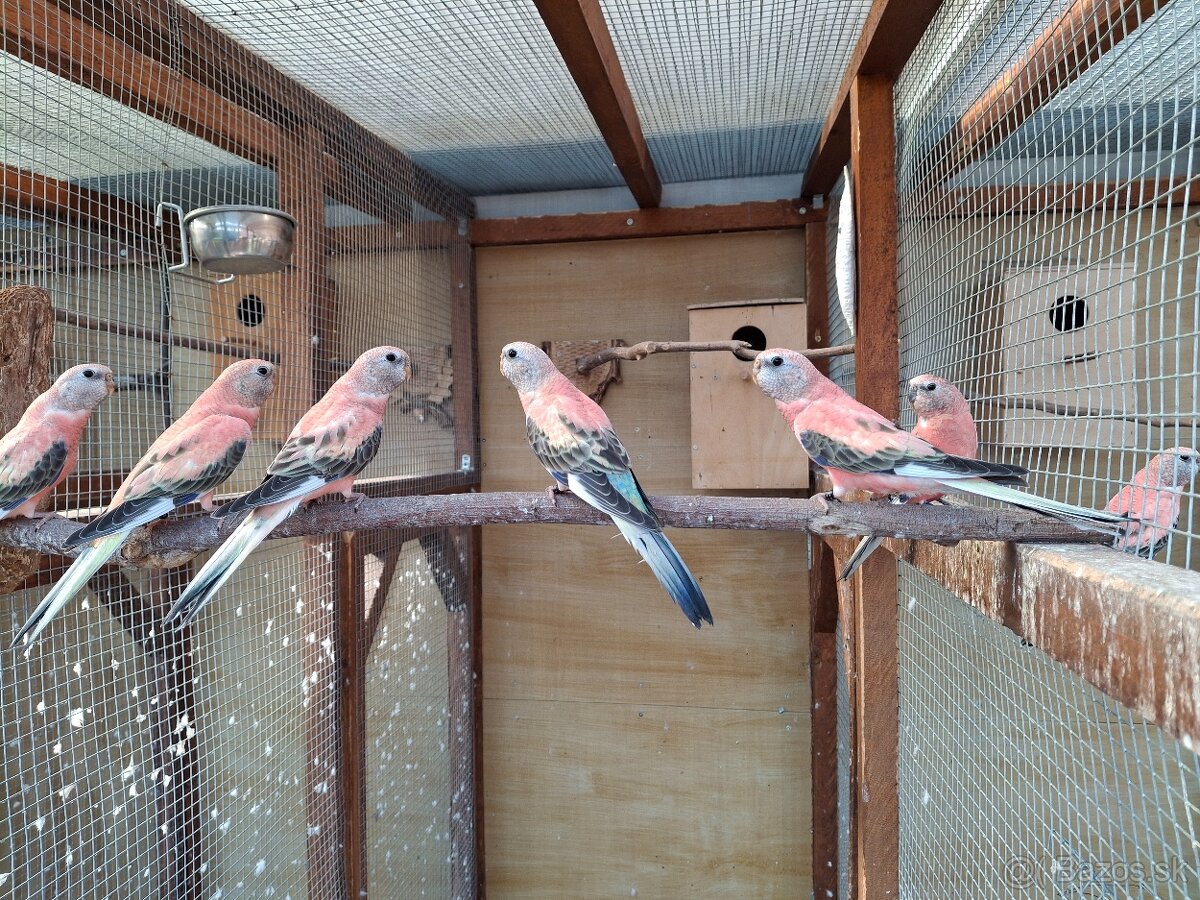 Neofema bourkova - 2