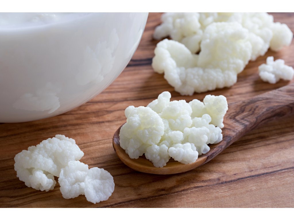 Tibetská mliečna huba ( kefirové zrná ) - 2