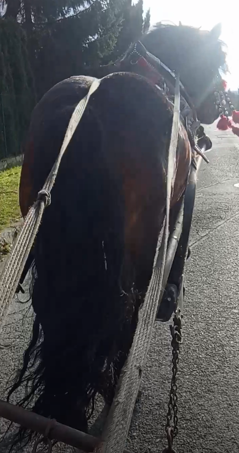 Predám-vymením Žrebca ovláda lesné práce - 2