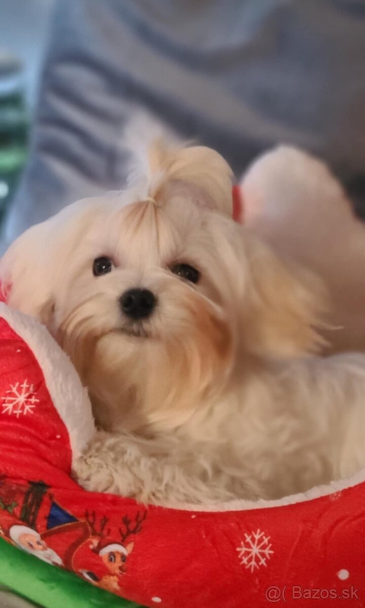 Maltezsky psík s PP - 2