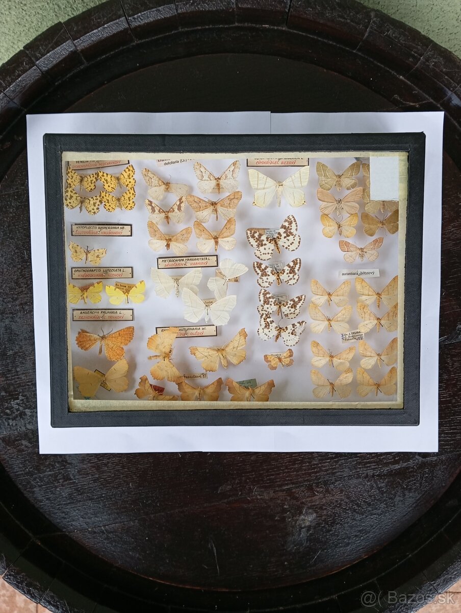 Krásna zbierka Motýľov 2 - 2
