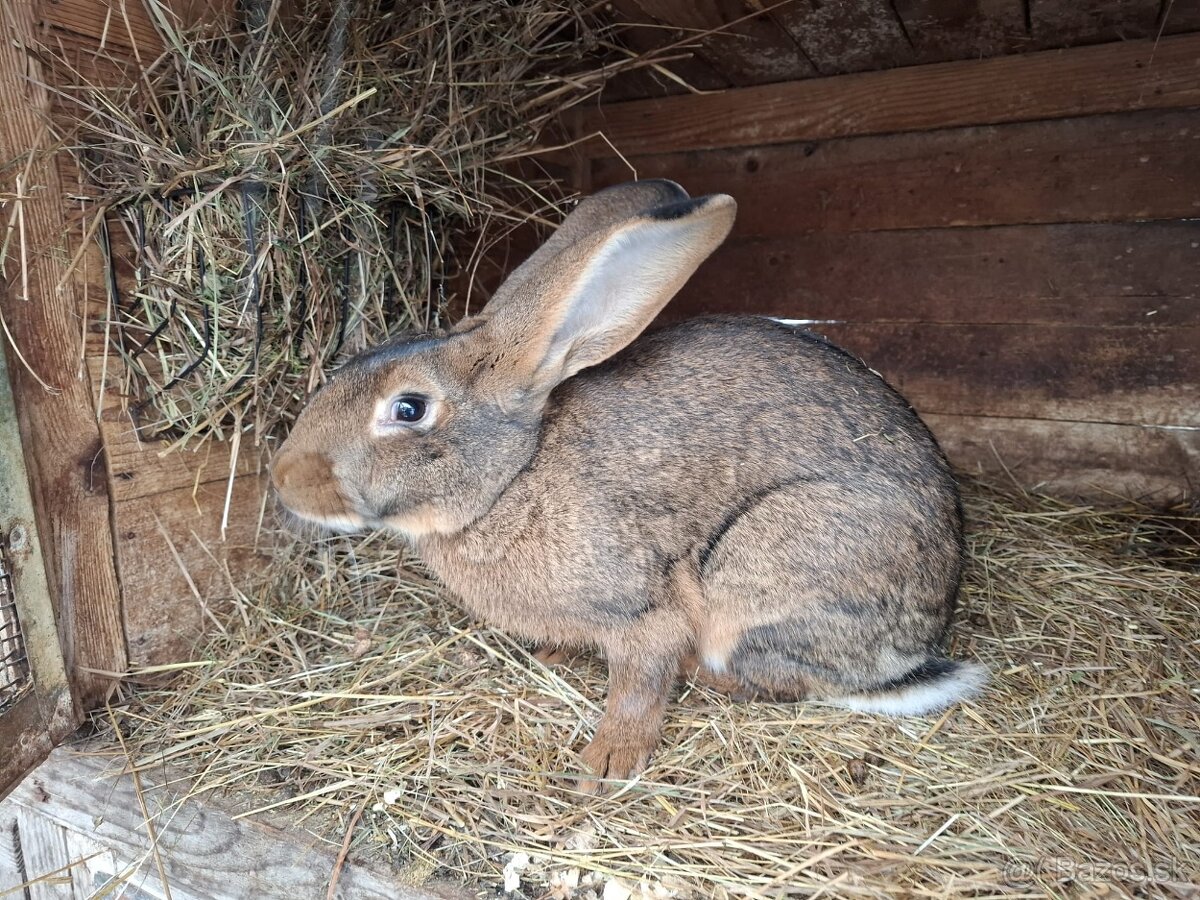 Zajace na predaj - 2