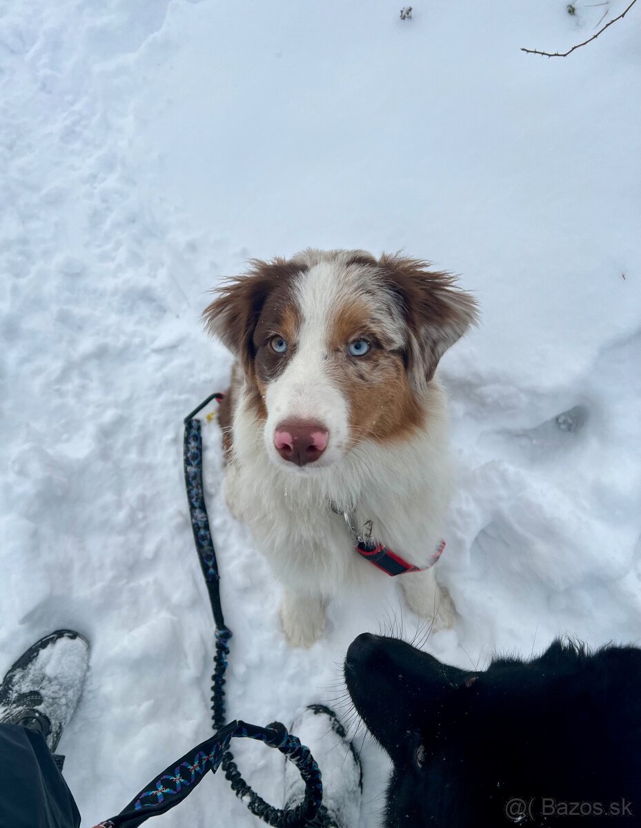 Austrálsky ovčiak s PP - 2