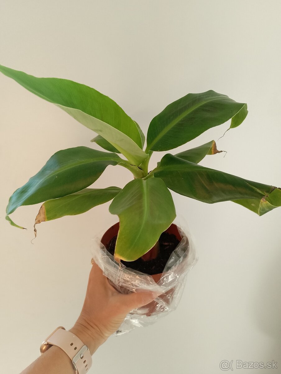 Bananovnik Dwarf Cavendish - 2