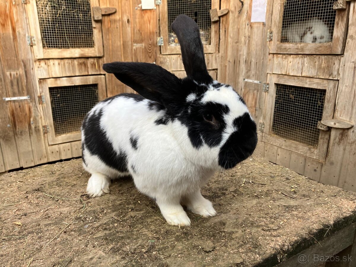 Nemecký obrovitý strakáč - 2