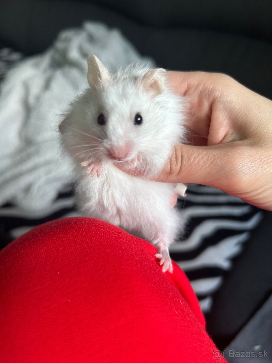 Škrečok sýrsky - 2