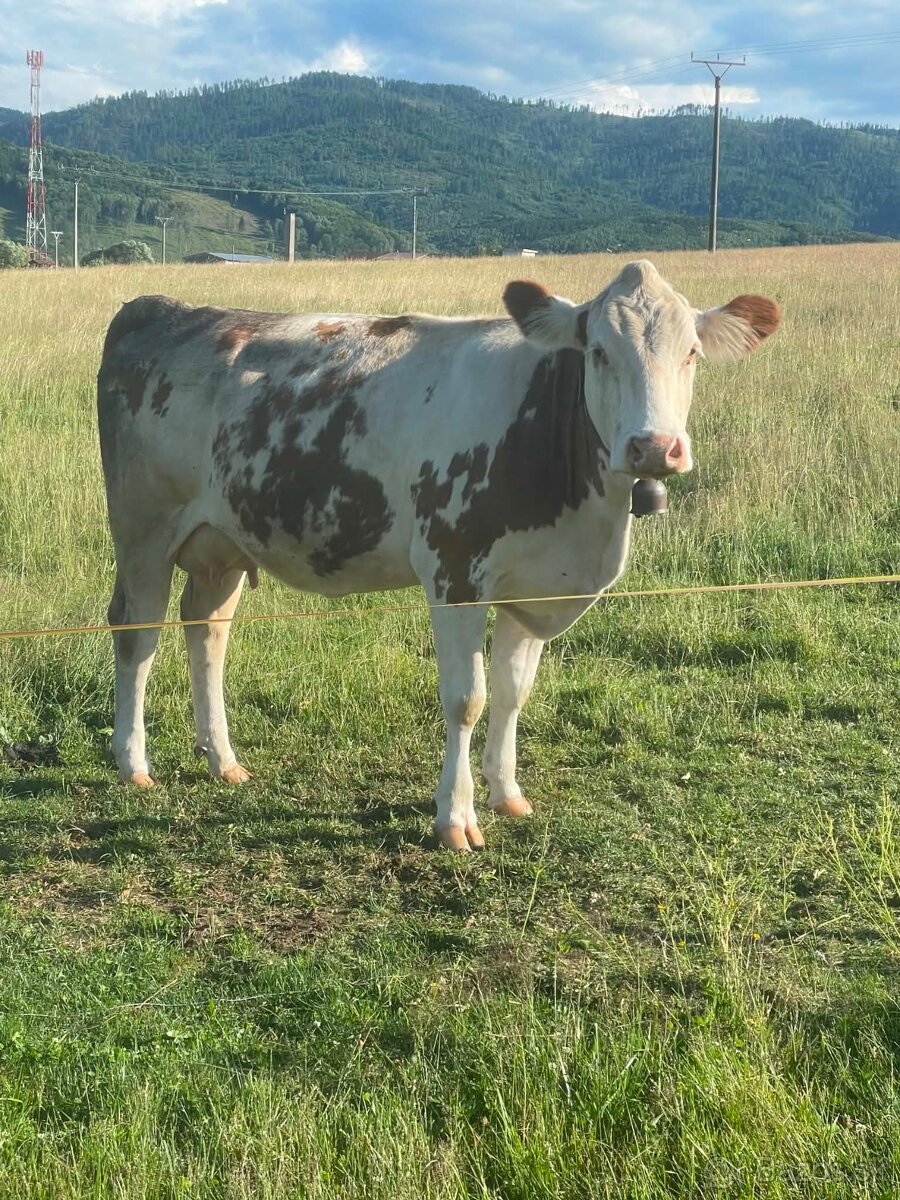 Predám hovädzí dobytok - 2