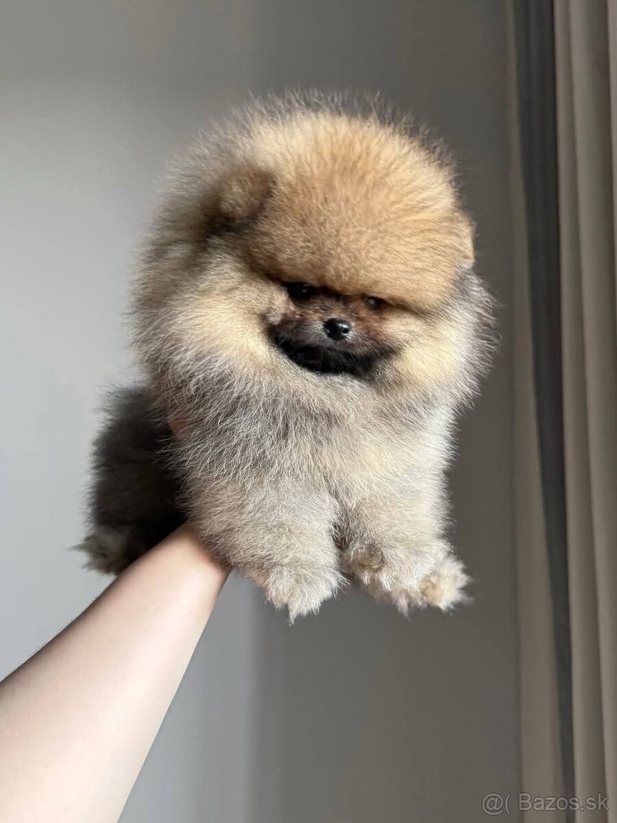 Pomeranian mini - 2