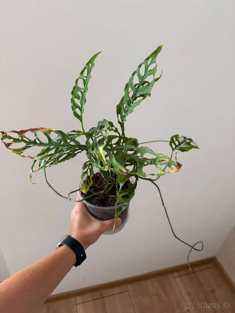 Monstera Obliqua Peru - 2