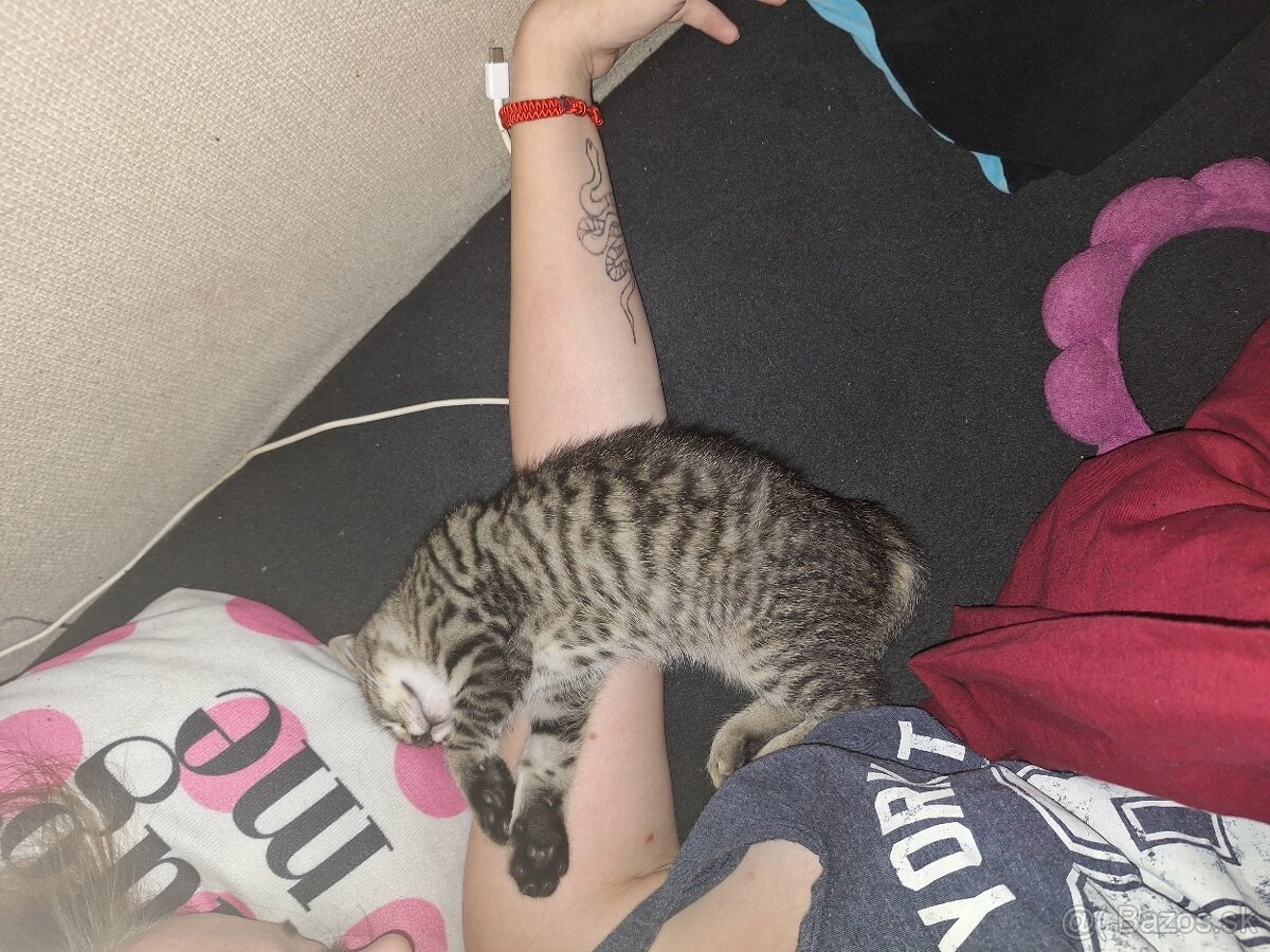 Darujem mačiatko - 2