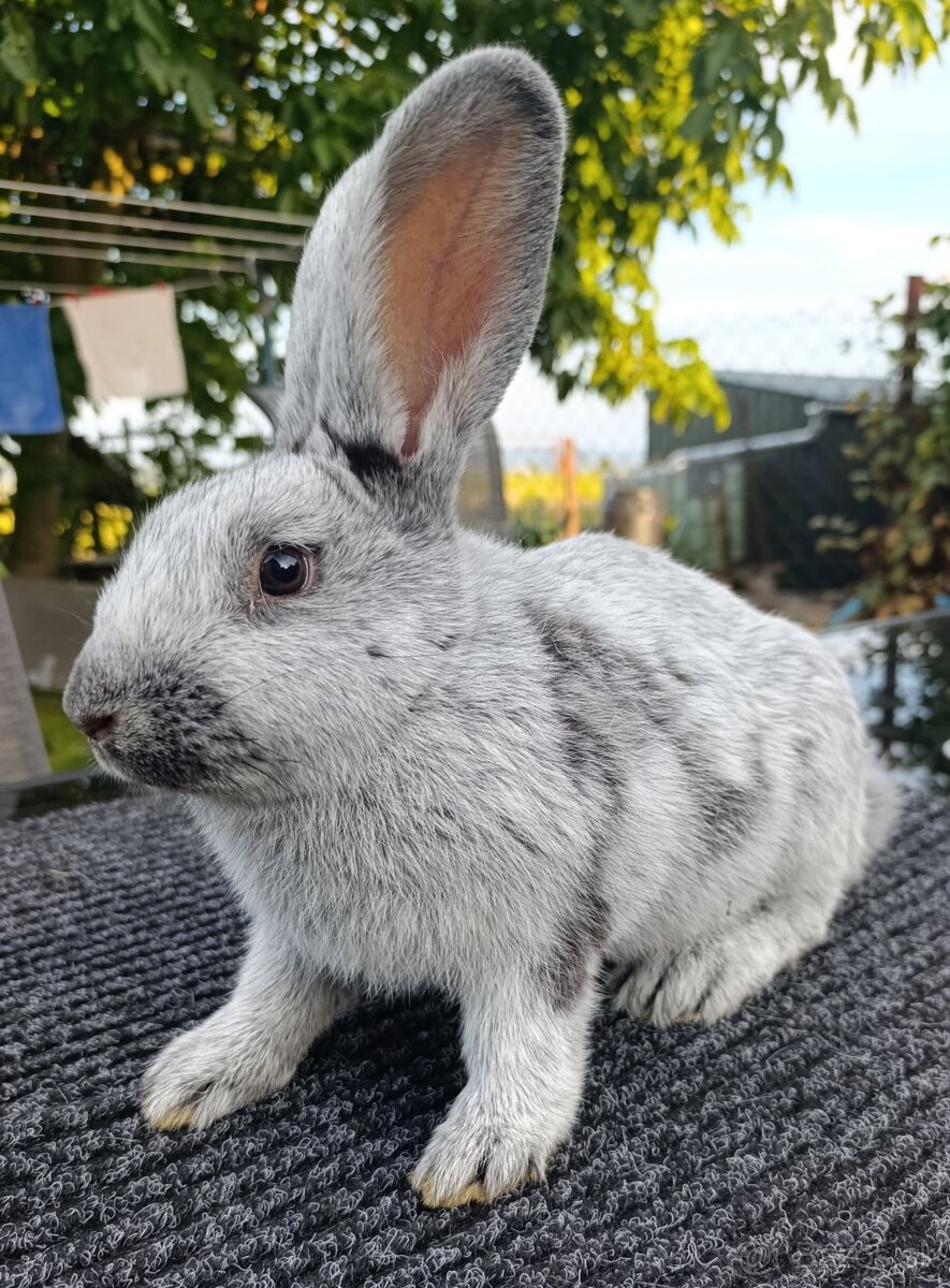 Predám samcov VSS - 2