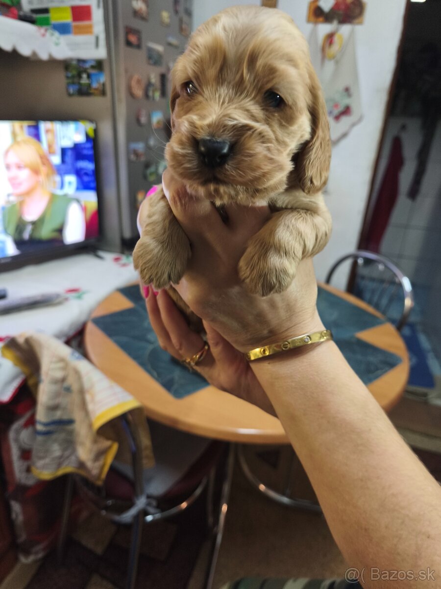 Predám anglických kokerspanielov zlatych - 2