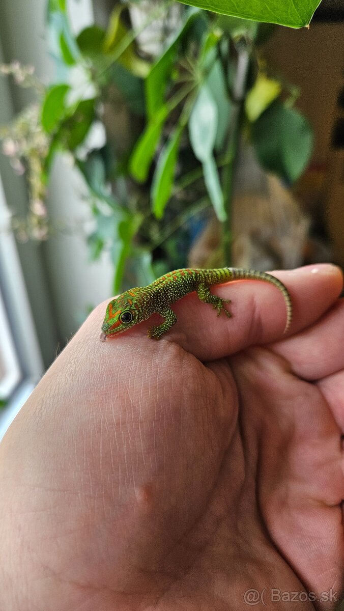 Felzuma Madagaskarská - 2