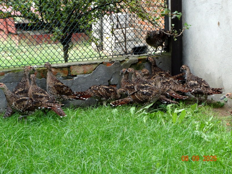 Bažant Eliotov, 1.1 - 2