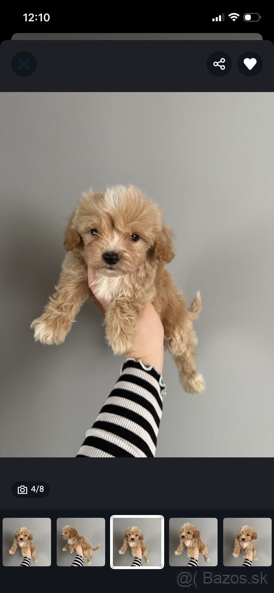 Šteniatko maltipoo psík - 2