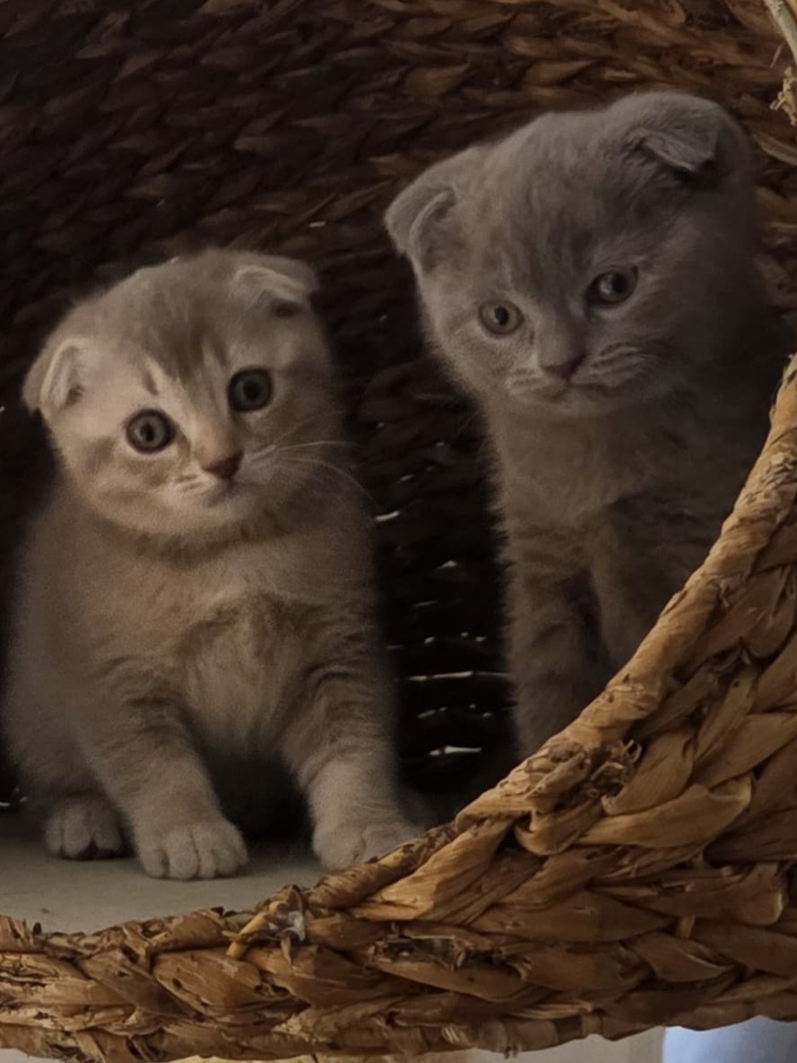 Škótske klapouché mačičky - 2