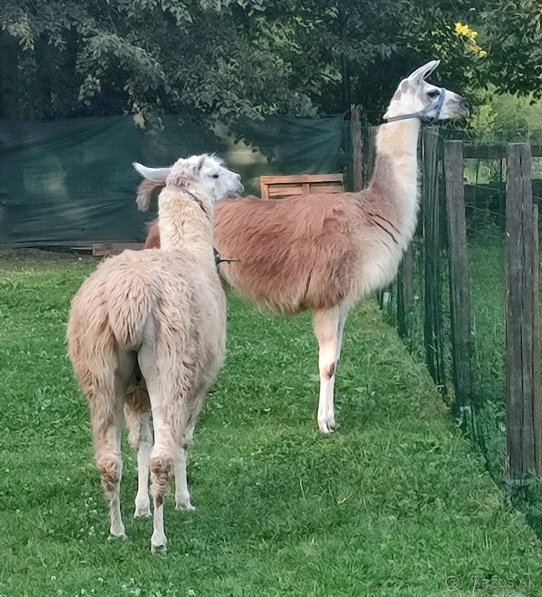 Lama krotká levně - 2