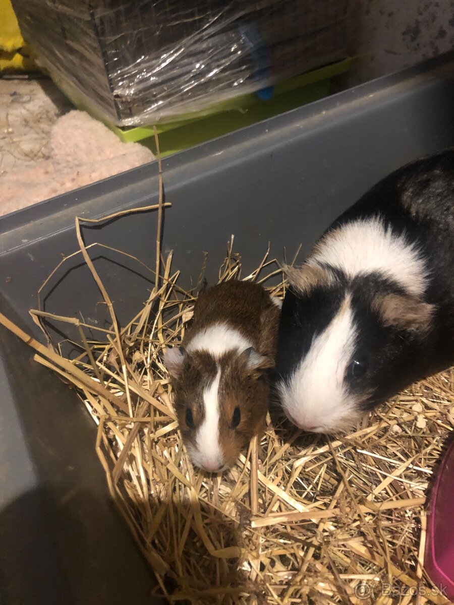 Darujem Morčatka odber možný hneď - 2