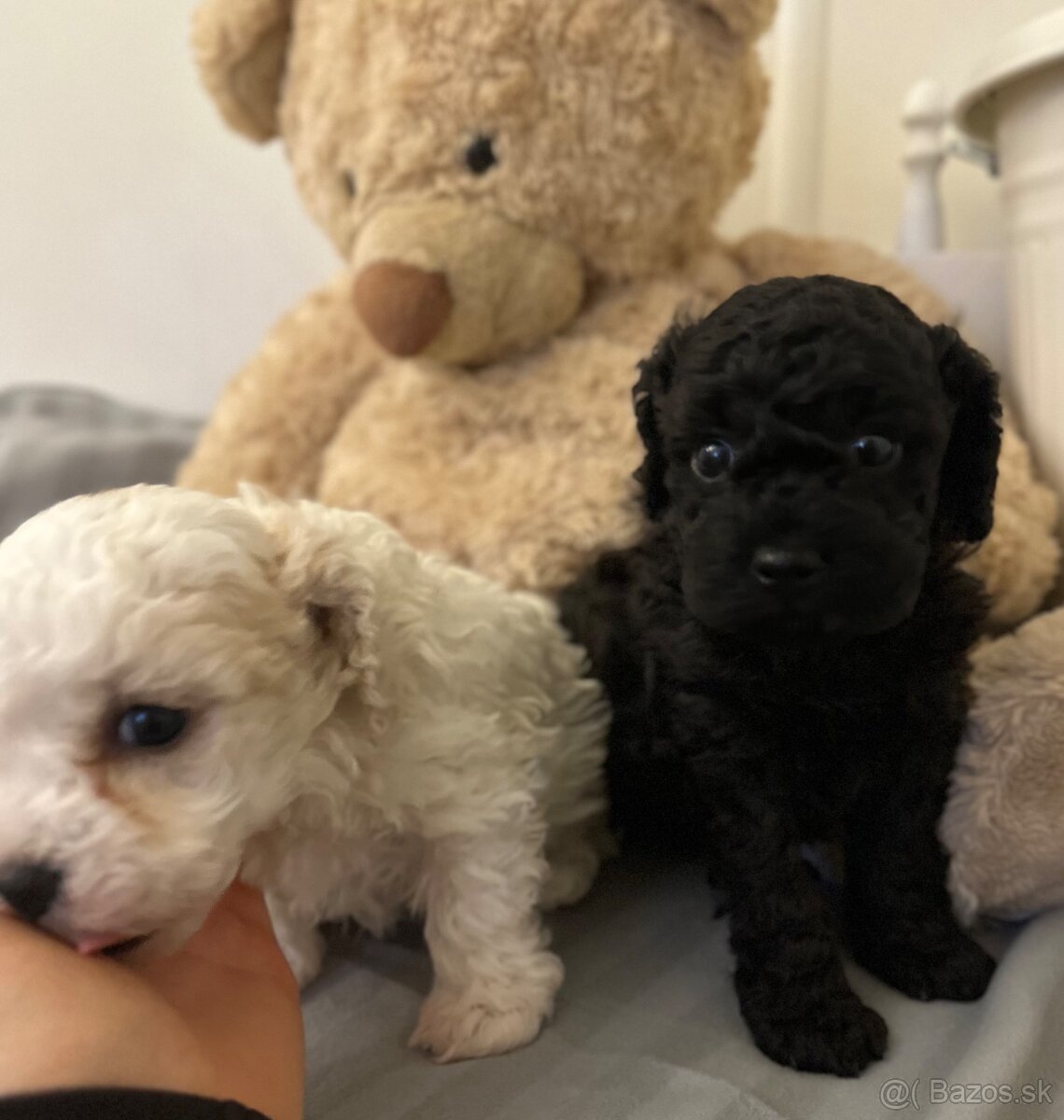 Trpaslíčí pudlik pudel - 2