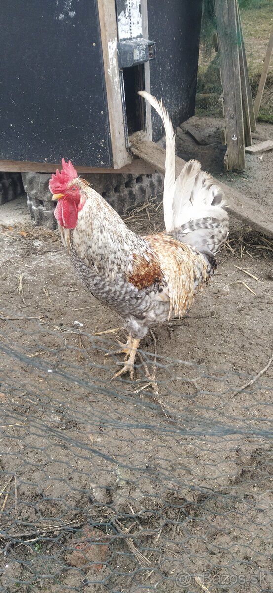 Predám kohúta cream legbar - 2