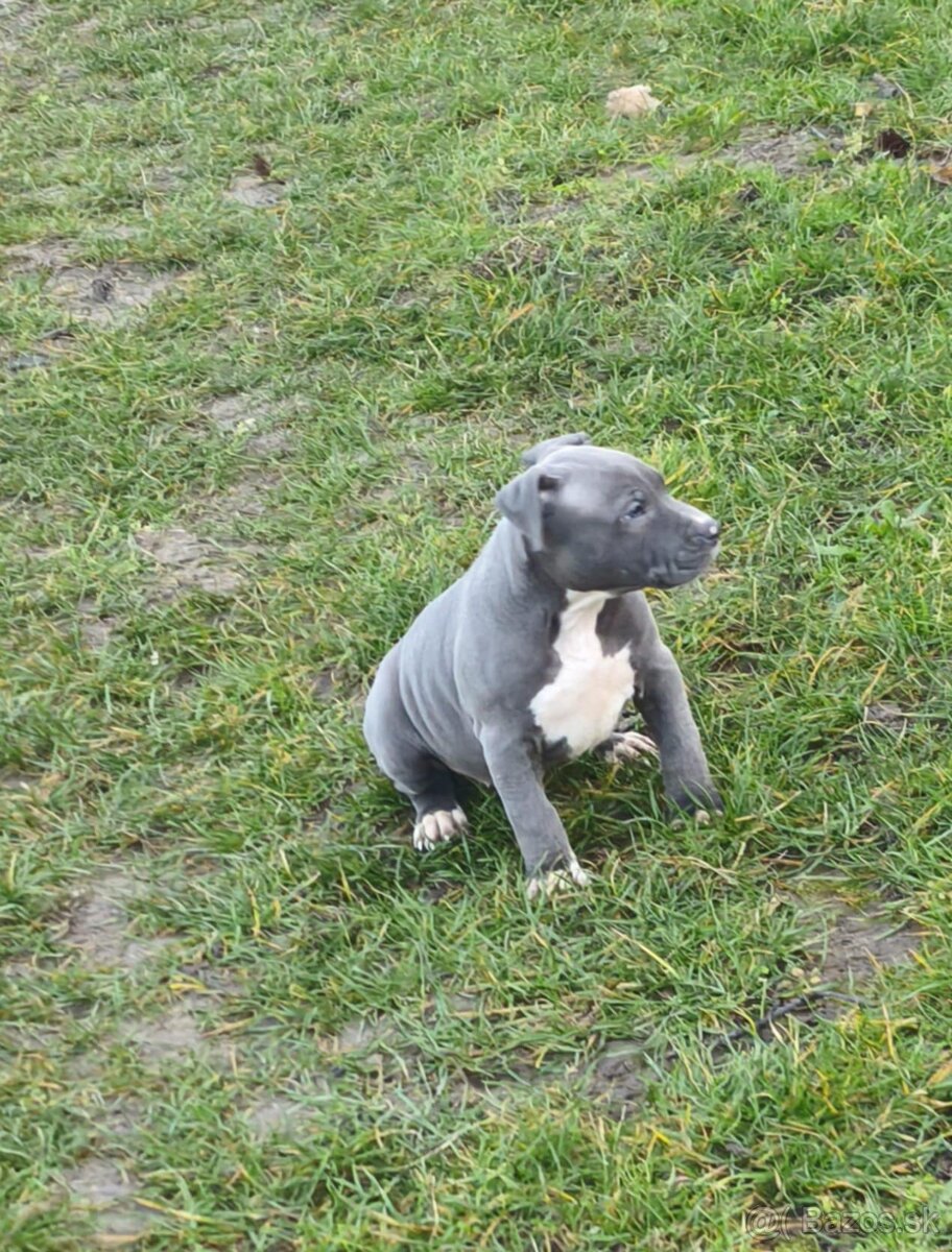 Americký stafordšírsky teriér - 2