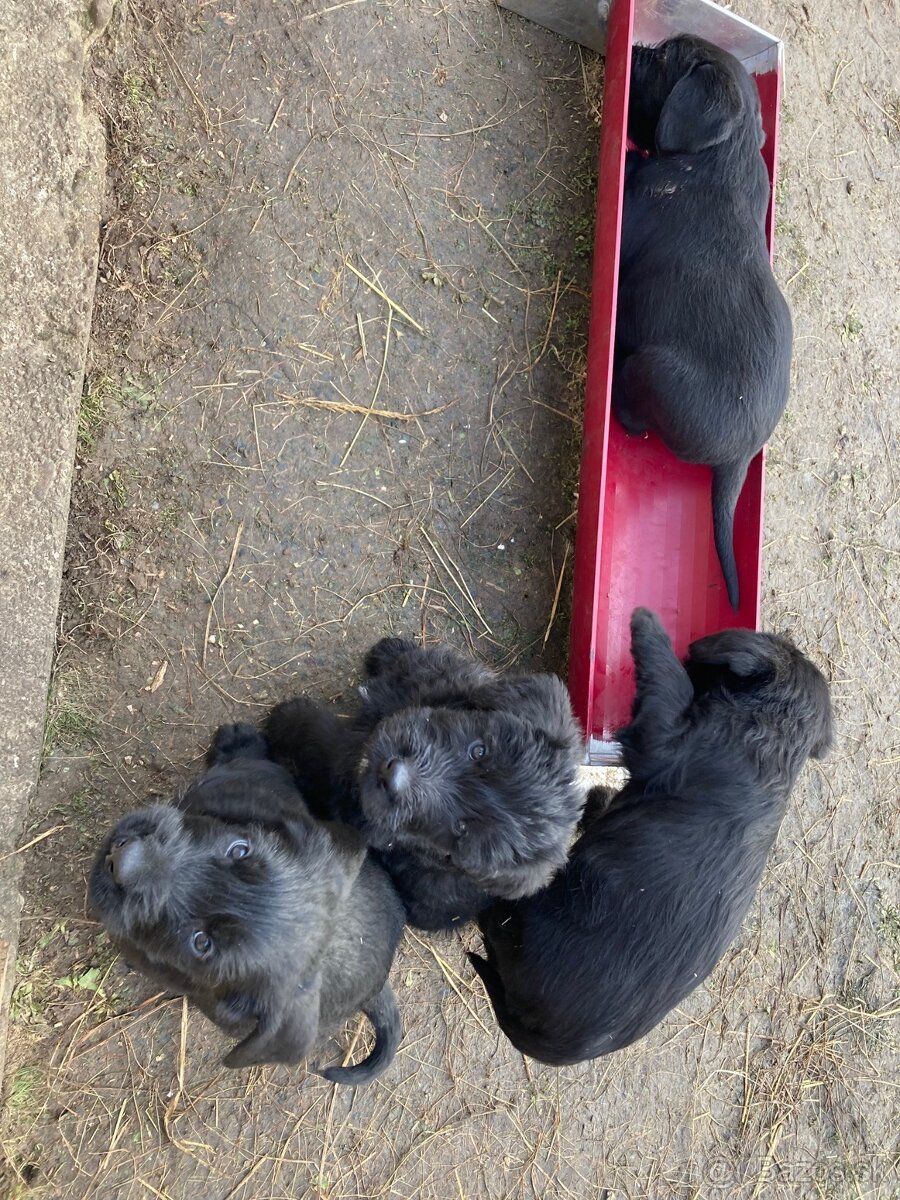 Bradáč veľký - šteniatka - 2