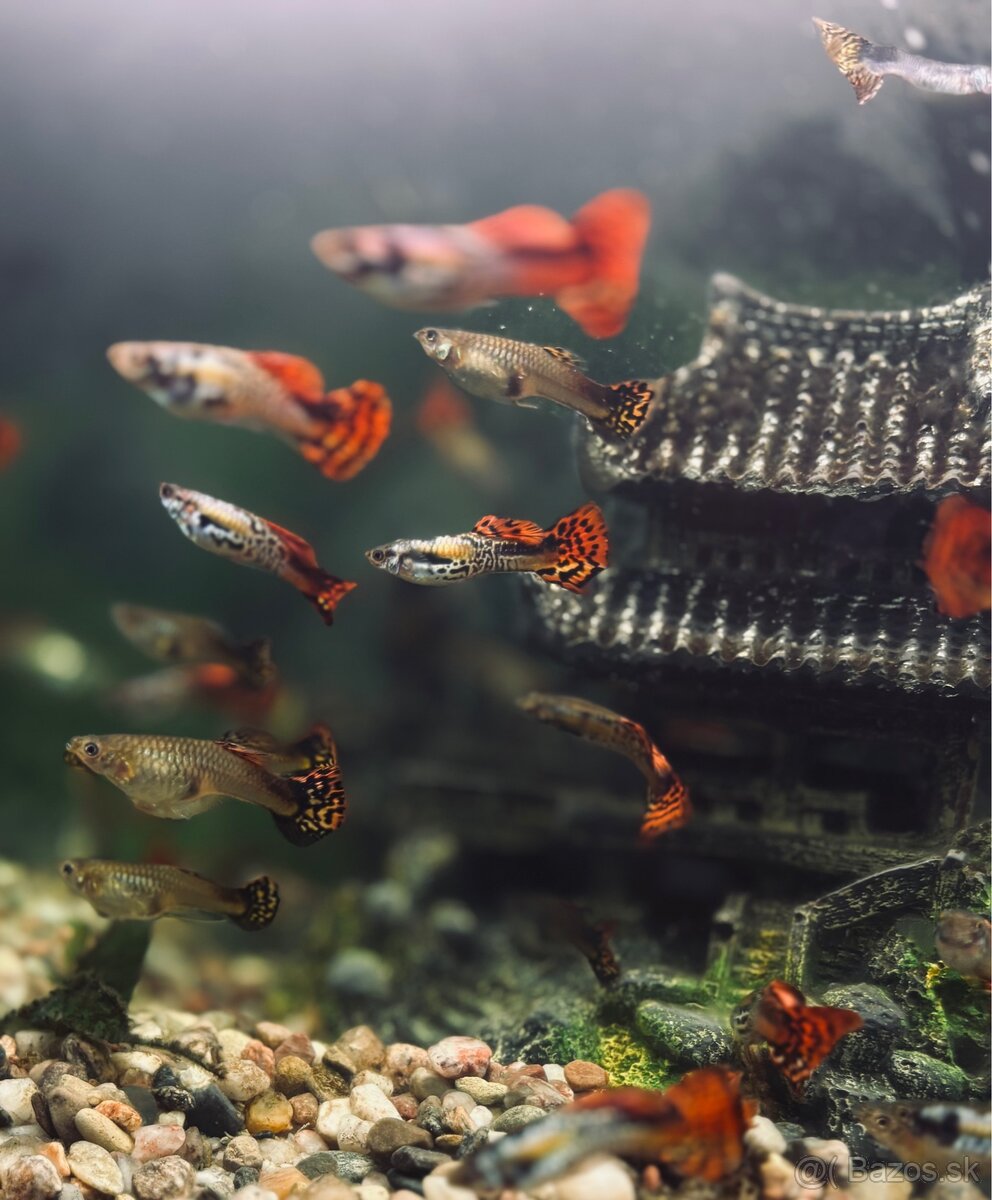 Gupka dúhová Vlastného odchovu - 2